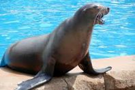 اسد البحر 22/5/2017