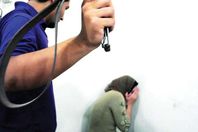 زوج يعاقب زوجته 27/5/2017