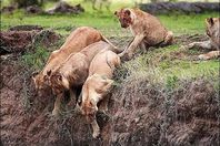 هروب مجموعة من الأسود يثير الرعب فى جنوب أفريقيا