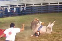 الثور الغاضب