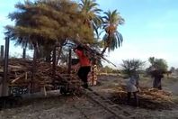 حمالي القصب بالأقصر