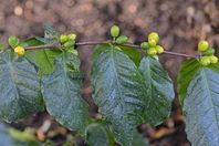 أوراق القهوة