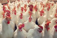 أسعار الدواجن