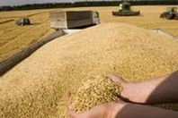 محصول القمح