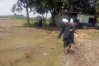 قتل مشاتل الارز