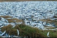 السماء تمطر أسماك في إيران