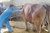 تحصين مواشي