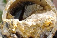 بقايا الوحش