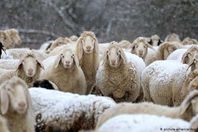 خراف فرنسية