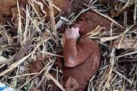 طفلة مدفونة