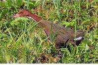 الطائر النادر