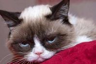 القط المتجهم