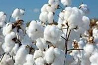 القطن