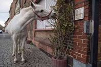 فرس عربي أصيل لتسلية المواطنين في الحجر