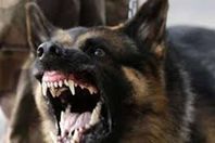 طبيبة "جثة هامدة" في حفرة.. بعد أن نهشتها الكلاب