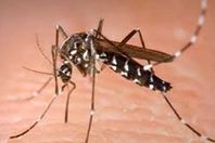 "بعوضة النمر" 
