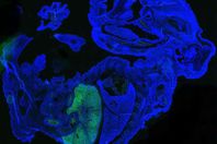 علماء يطورون جنينًا «هجينًا» من خلايا الإنسان وأجنة الفأر 
