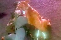 كلب مخلص يحرس جثة صاحبه بعد قتله 
