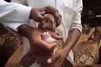 كوبرا تسلل إلى مخبز.. ماذا حدث