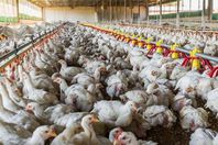 إنفلونزا الطيور