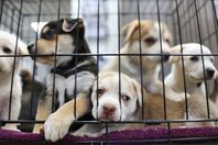 أزمة كلاب في بريطانيا