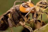 الدبابير العملاقة الآسيوية