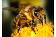 النحل البريطاني