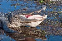 تمساح نادر يجر امرأة إلى الموت