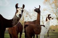 حيوان «اللاما»