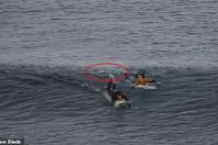 سمكة قرش تهاجم راكب أمواج