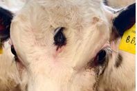 عجل بثلاثة أعين..