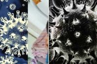 الفطر الأسود