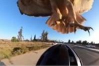 صقر يهاجم راكب دراجة لسرقة كاميرا