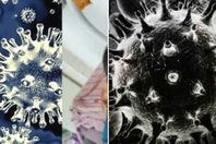 الفطر الأسود