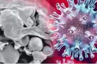 الفطر الأسود