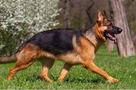 135-231702-manchester-police-mauled-3