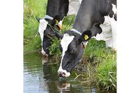 pngtree-cows-with-spotted-black-and-white-coats-quench-their-thirst-from-a-canal-in-holland-photo-image_36598384