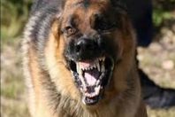 كلب ضال يعقر 5 أشخاص بأطفيح