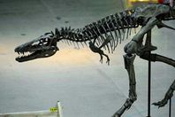 اكتشاف نادر.. بقايا ديناصور في السعودية