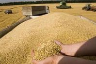 وزير الزراعة: لا تخفيض لسعر توريد قمح 2015