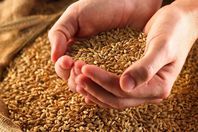 قرارات جديدة على وقع أزمة "فساد القمح"