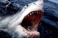 شاهد.. أكبر سمكة قرش في عالم البحار