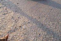 بالصور.. نفوق "دولفين" كبير الحجم على شاطئ بورفؤاد