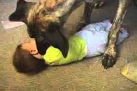 كلب مسعور يهاجم طفلة