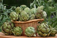 "الخرشوف" يقضي على سرطان القولون