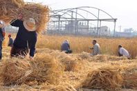 استبعاد مسئول بـ"زراعة الغربية" بسبب "قش الأرز"