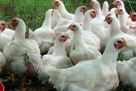 شعبة الدواجن: كيلو الفراخ في رمضان بـ30 جنيهًا