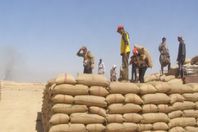 توريد 209 آلاف طن قمح بشون القليوبية