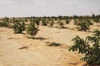 الأراضي الزراعية