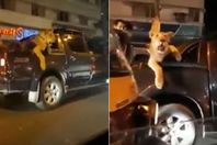 رجل يتجول بصحبة اسد